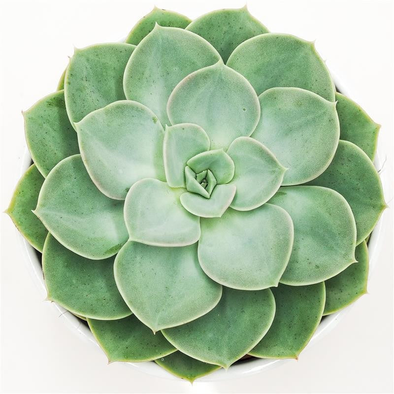 pasiora-echeveria-green-pearl-sukkulente-12cm-topf image 2