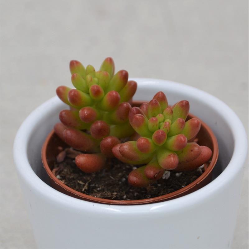 pasiora-sedum-rubrotinctum-sukkulente-im-5-5cm-topf image 1