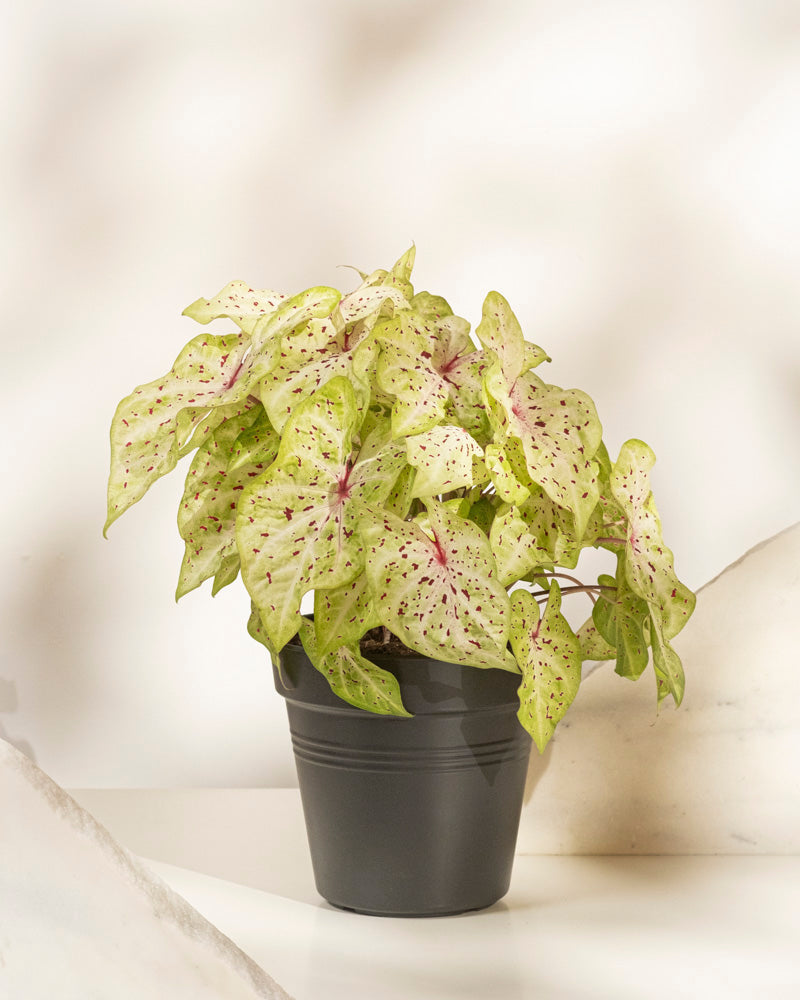 feey-caladium-miss-muffet-buntblatt-zimmerpflanze-gro image 3