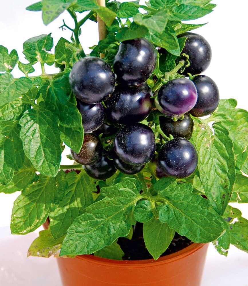 baldur-garten-cherry-tomaten-kollektion-tartufo-romello-4-pflanzen image 2