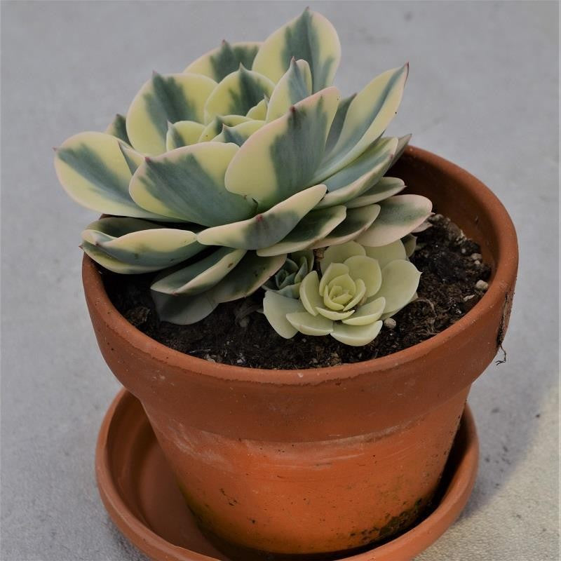 pasiora-echeveria-compton-carousel-im-tontopf-mutterpflanze-13cm image 2