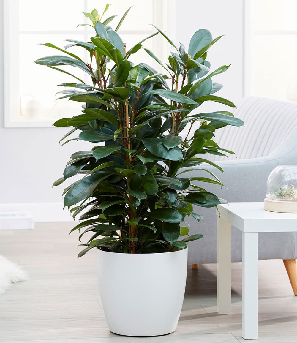 baldur-garten-afrikanischer-feigenbaum-zimmerpflanze-ca-100-cm-im-21-cm-topf image 2