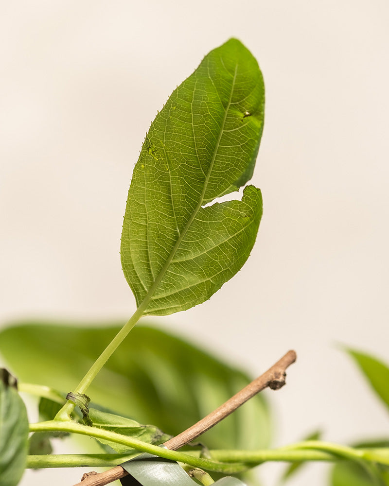feey-mini-kiwi-actinidia-arguta-issai-obstpflanze image 7