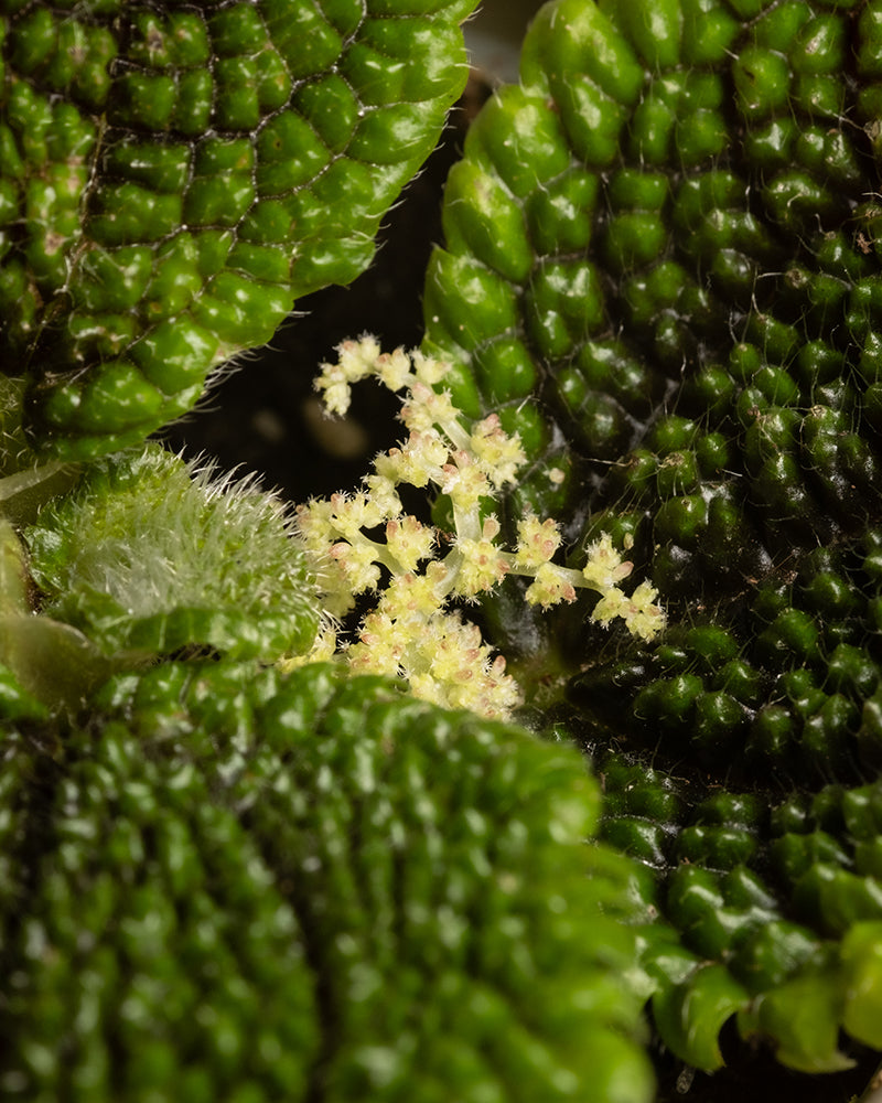 feey-babypflanzen-trio-pilea-moon-valley-kanonierblume image 6