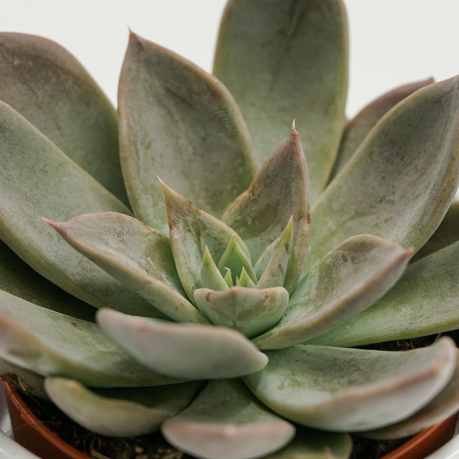 pasiora-echeveria-silver-queen-sukkulente-8-5cm-topf image 3