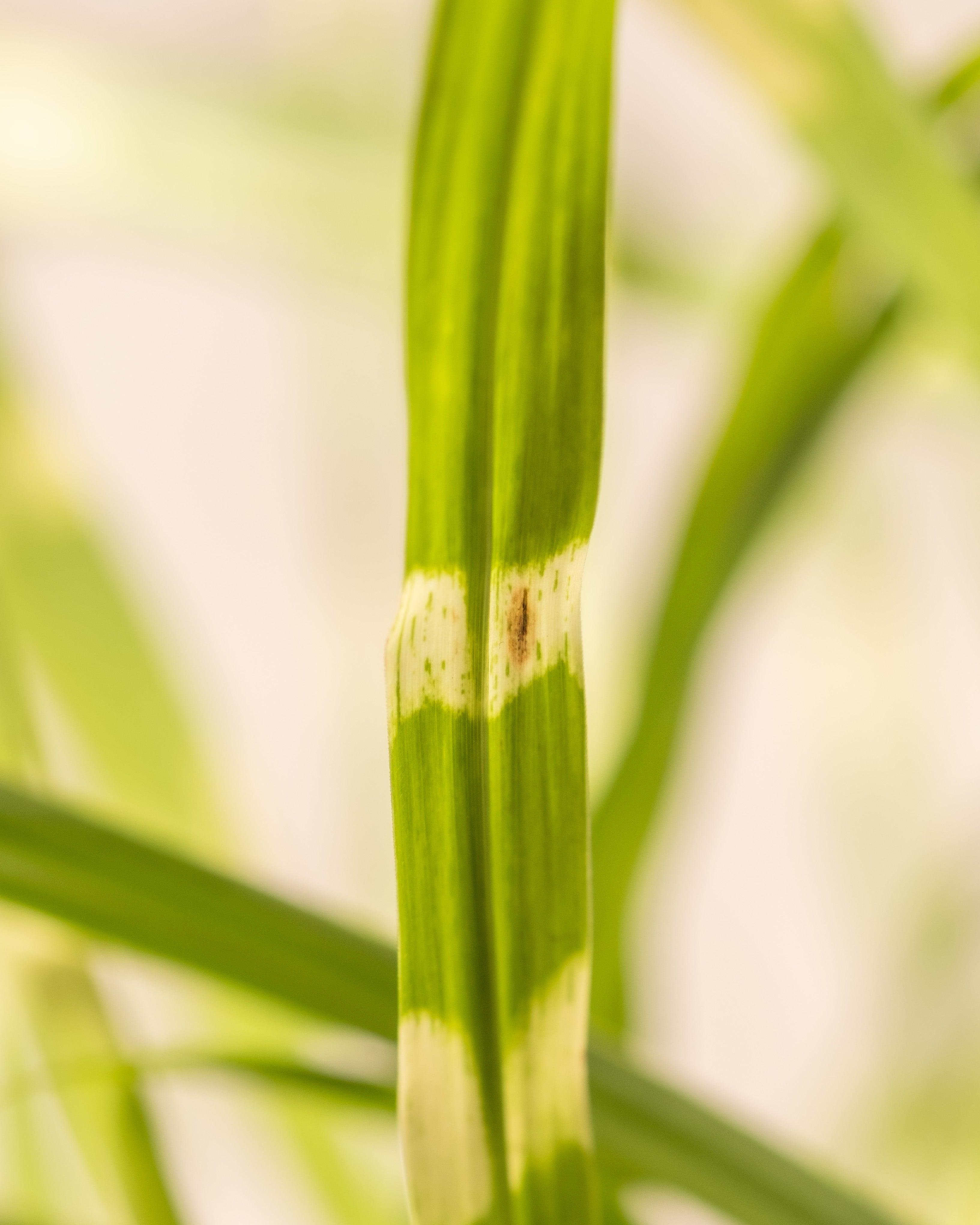 feey-miscanthus-sinensis-strictus-stachelschweingras-1-2-m image 7