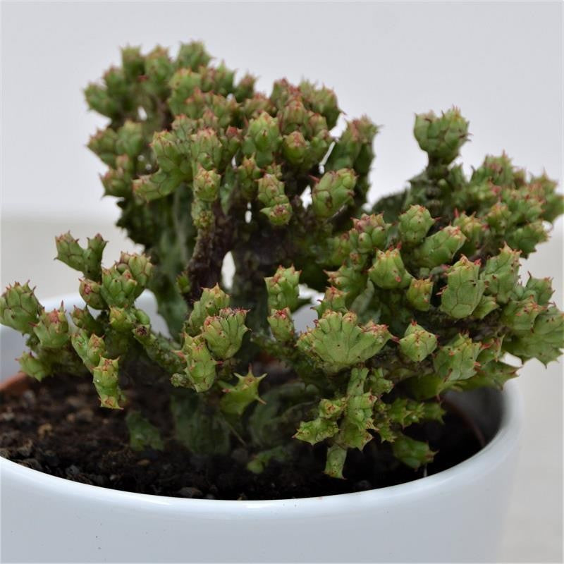 pasiora-euphorbia-enopla-f-cristata-coral-sukkulente-10-5cm-topf image 1