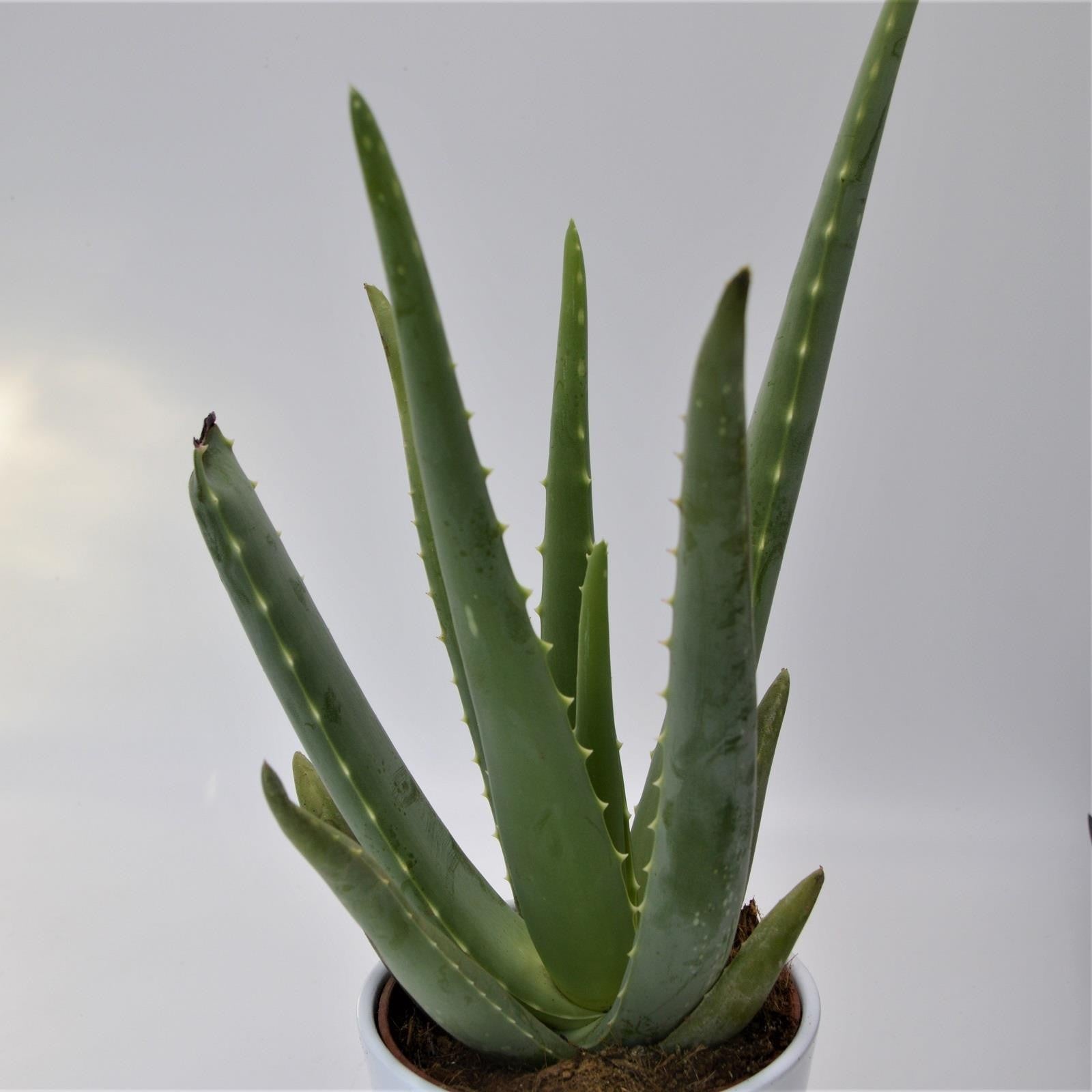 pasiora-aloe-vera-echte-aloe-12-cm-sukkulente image 1
