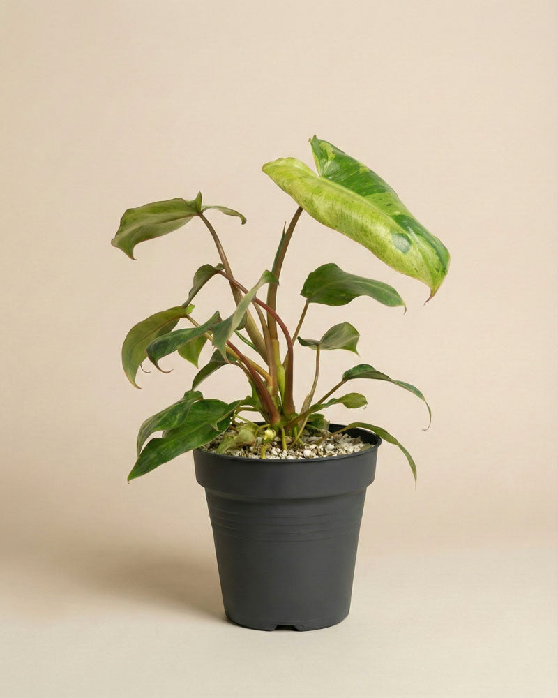 feey-philodendron-paraiso-verde-schweizer-zimmerpflanze image 3