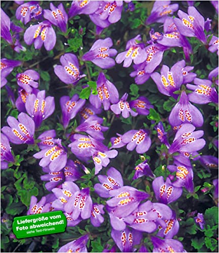 baldur-garten-bodendecker-mazus-reptans-3er-set-lippenm-ulchen image 4