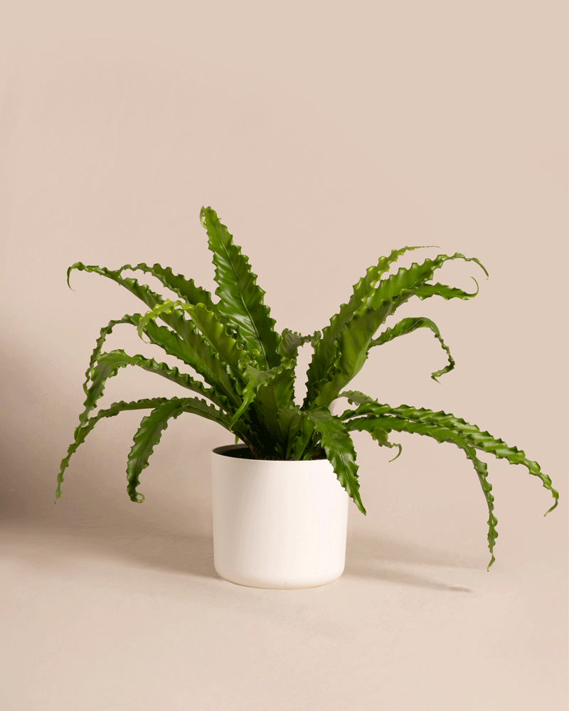 feey-gewellter-nestfarn-asplenium-nidus-zimmerpflanze-mittel image 8