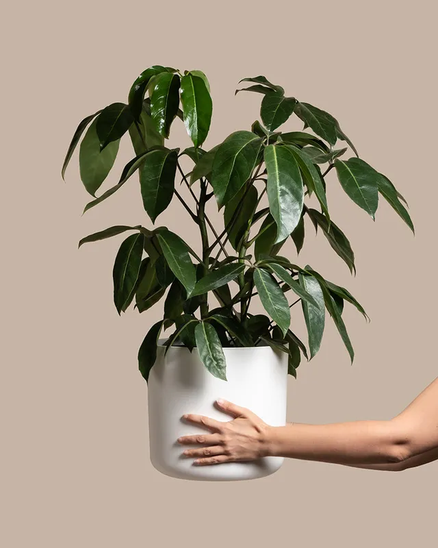 feey-schefflera-amate-strahlenaralie-gro-e-zimmerpflanze image 1