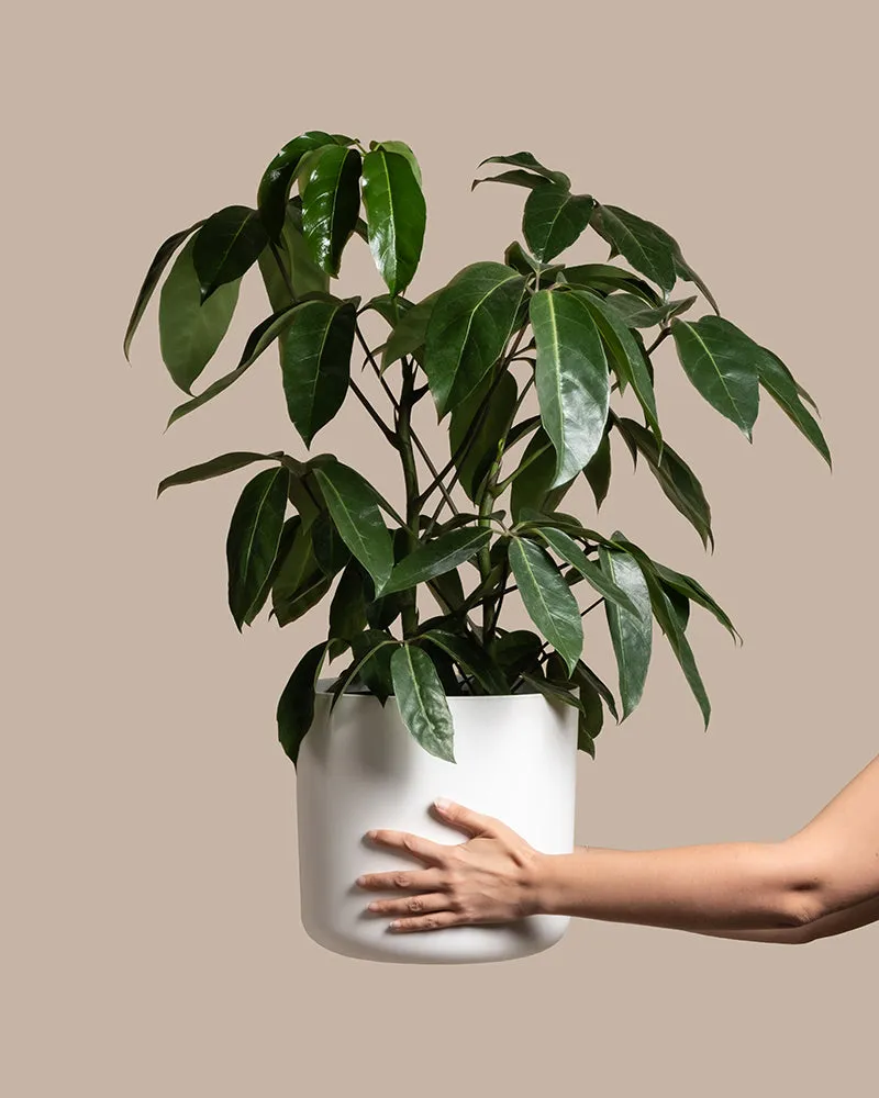 feey-schefflera-amate-strahlenaralie-gro-e-zimmerpflanze image 1