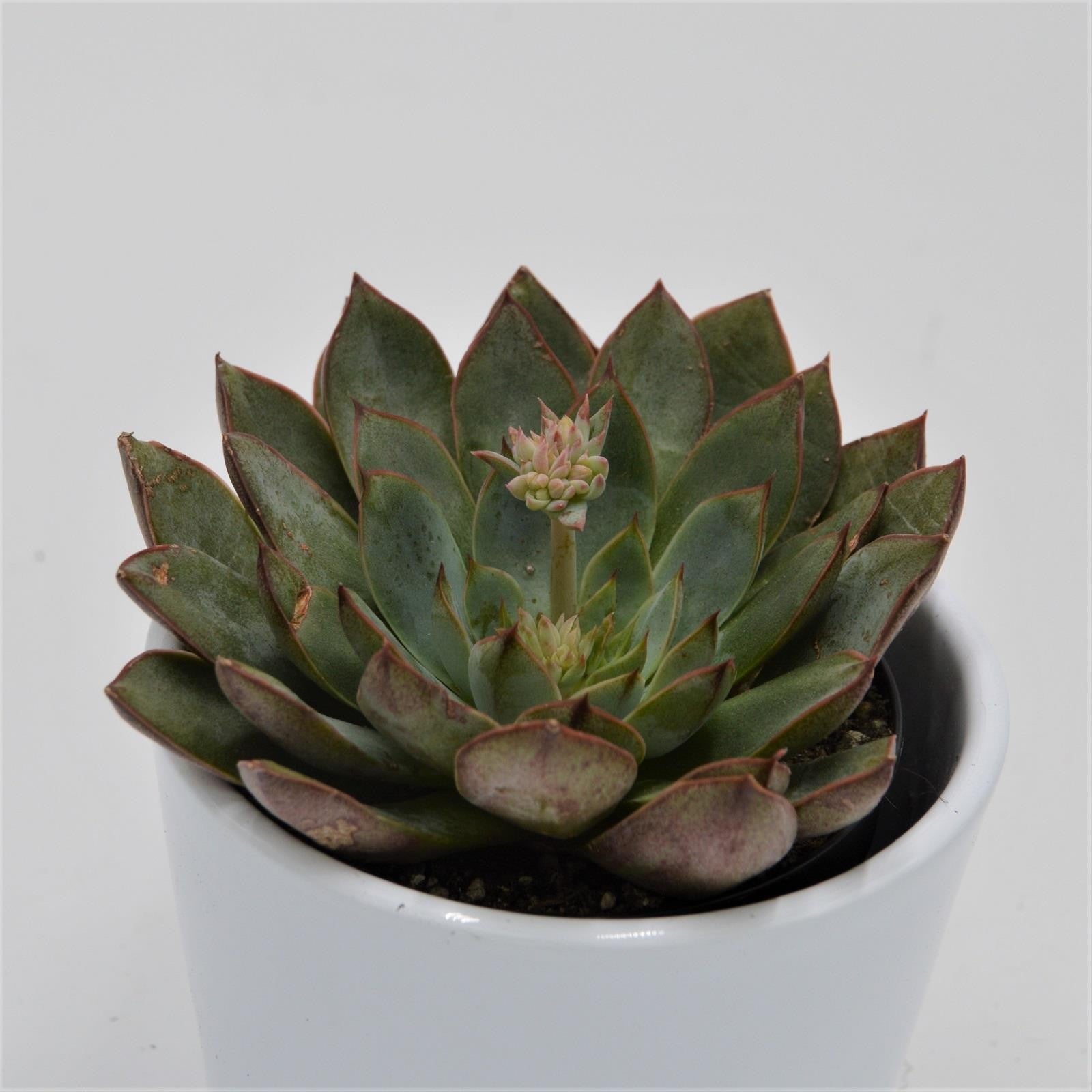 pasiora-echeveria-punita-sukkulente-9cm-topf image 1