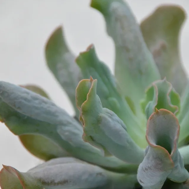pasiora-echeveria-culibra-sukkulente-13-cm image 1