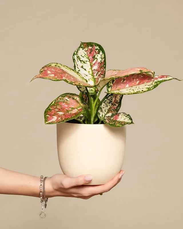 feey-aglaonema-jazzy-red-kolbenfaden-zimmerpflanze-klein image 1