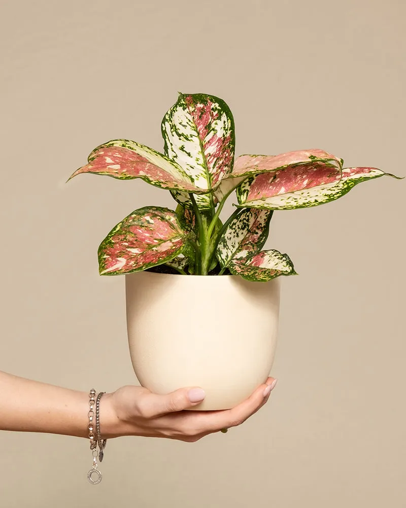feey-aglaonema-jazzy-red-kolbenfaden-zimmerpflanze-klein image 1