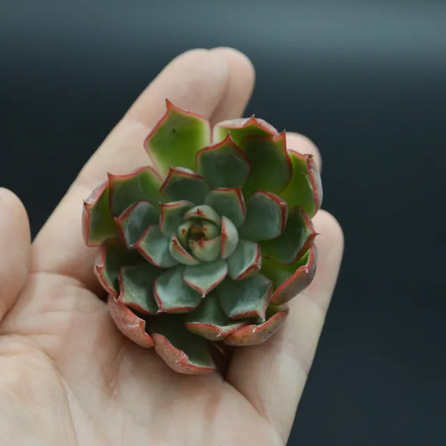 pasiora-echeveria-yeon-deung-steckling-indoor image 1