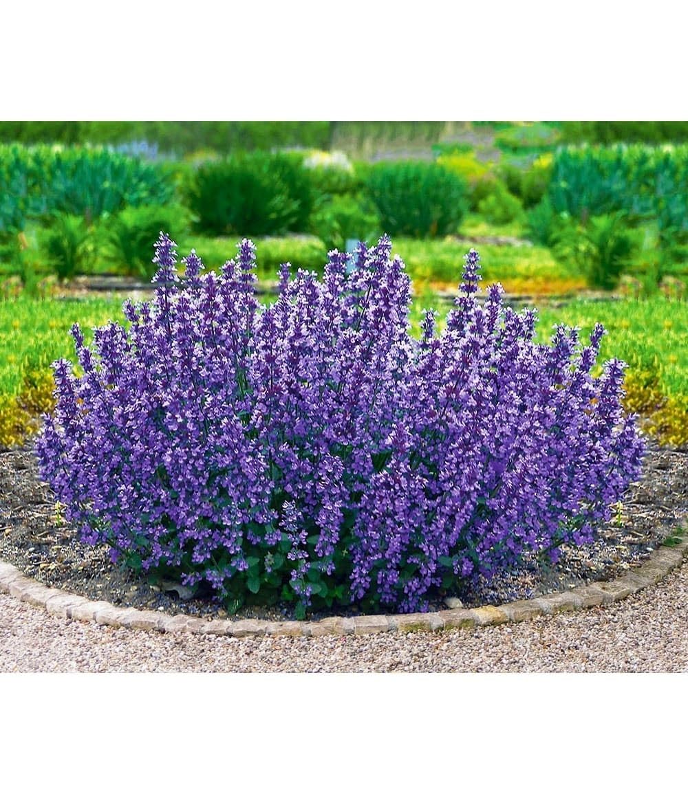 baldur-garten-2x-nepeta-cat-s-pajamas-katzenminze-im-9x9-cm-topf image 1