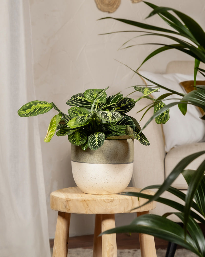 feey-maranta-lemon-lime-rarit-t-prayer-plant image 4