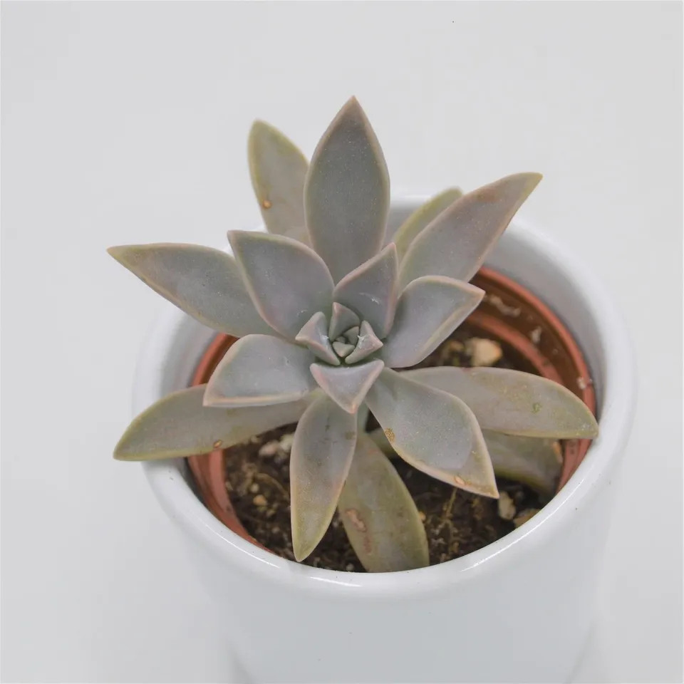 pasiora-graptopetalum-paraguayense-mutterperle-sukkulente-6cm-topf image 1