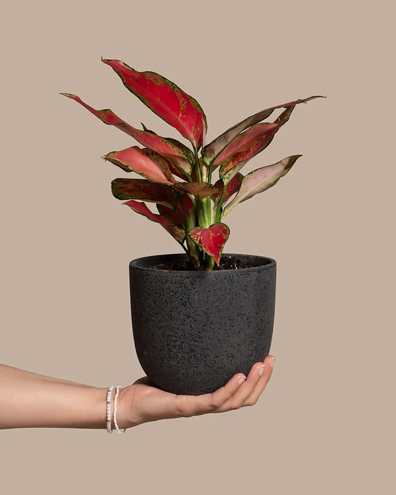 feey-aglaonema-cherry-baby-zimmerpflanze-20-30-cm image 1