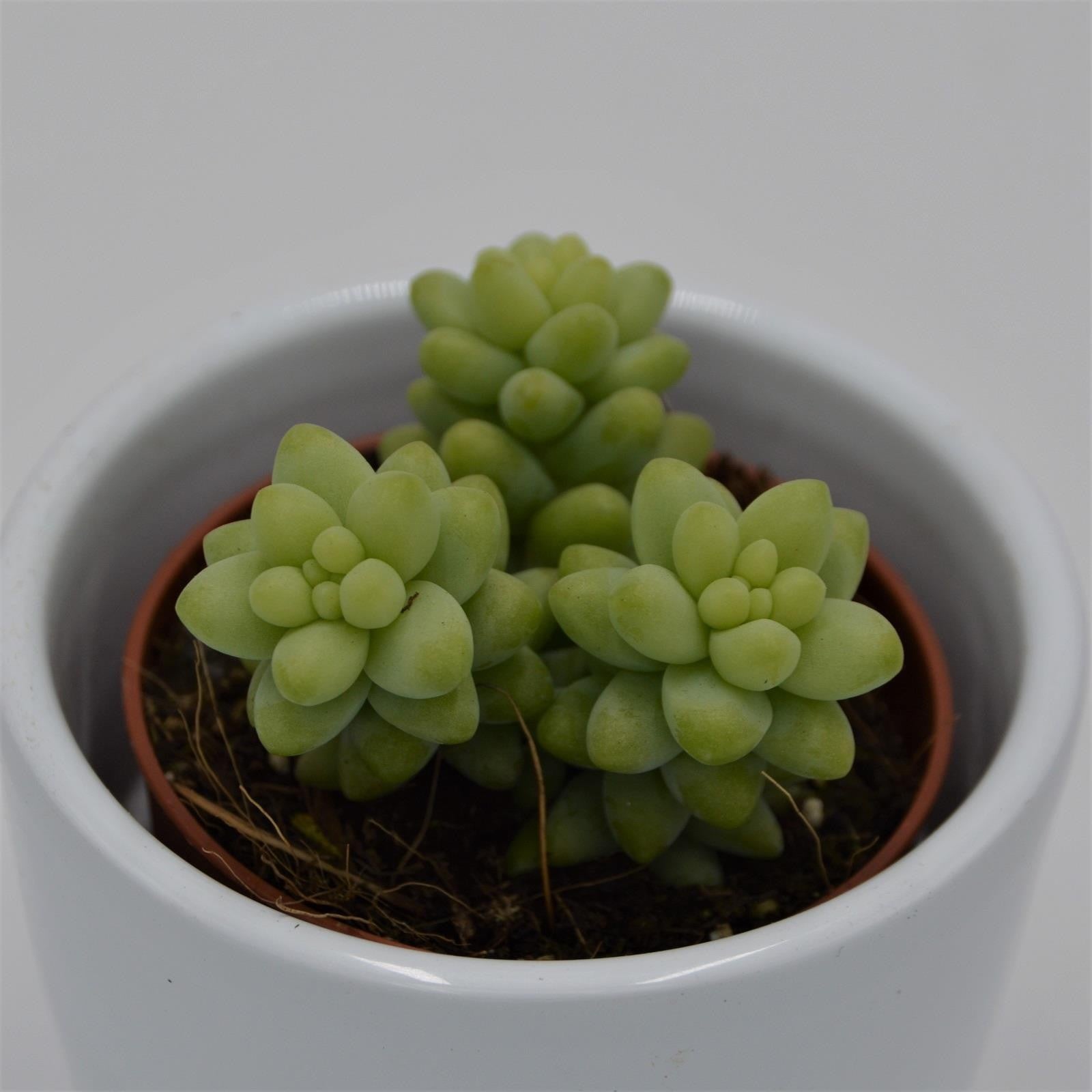 pasiora-sedum-burrito-sukkulente-5-5cm image 3