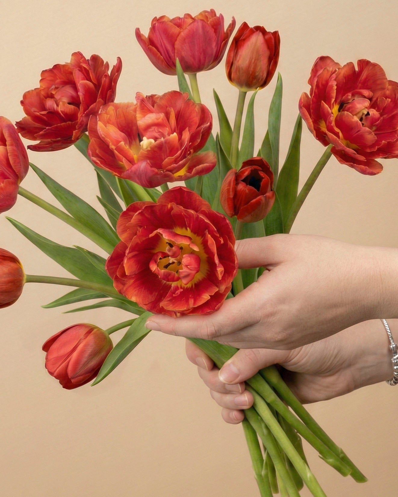 feey-tulpen-herzklopfen-tiefrot-holland image 1