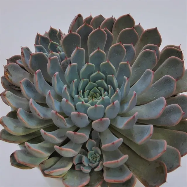 pasiora-echeveria-cuspidata-var-zaragoza-pink-sukkulente-15-cm image 1