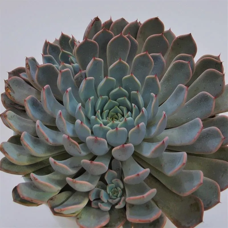 pasiora-echeveria-cuspidata-var-zaragoza-pink-sukkulente-15-cm image 1