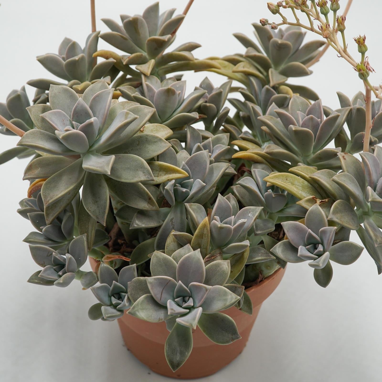 pasiora-graptopetalum-paraguayense-sukkulente-14cm-topf image 3