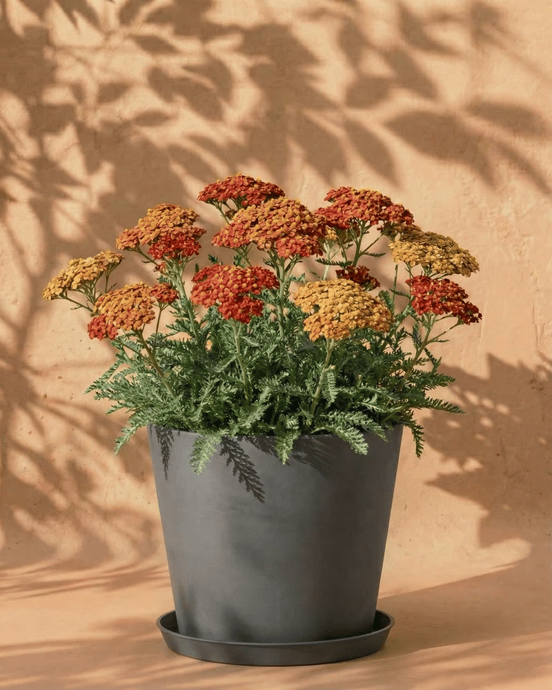 feey-schafgarbe-orange-braun-terracotta-rhizome image 7