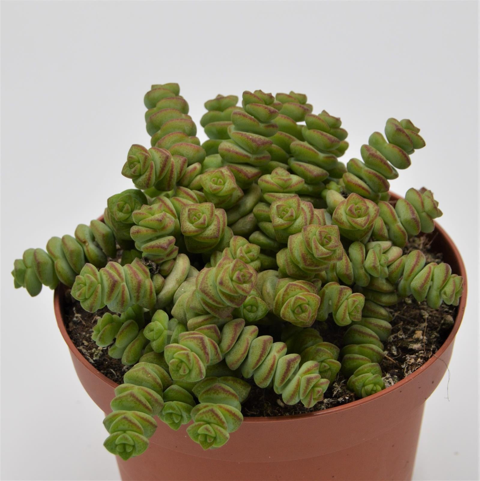 pasiora-crassula-rupestris-subsp-marnieriana-hottentot-felsen-dickblatt-12cm image 3