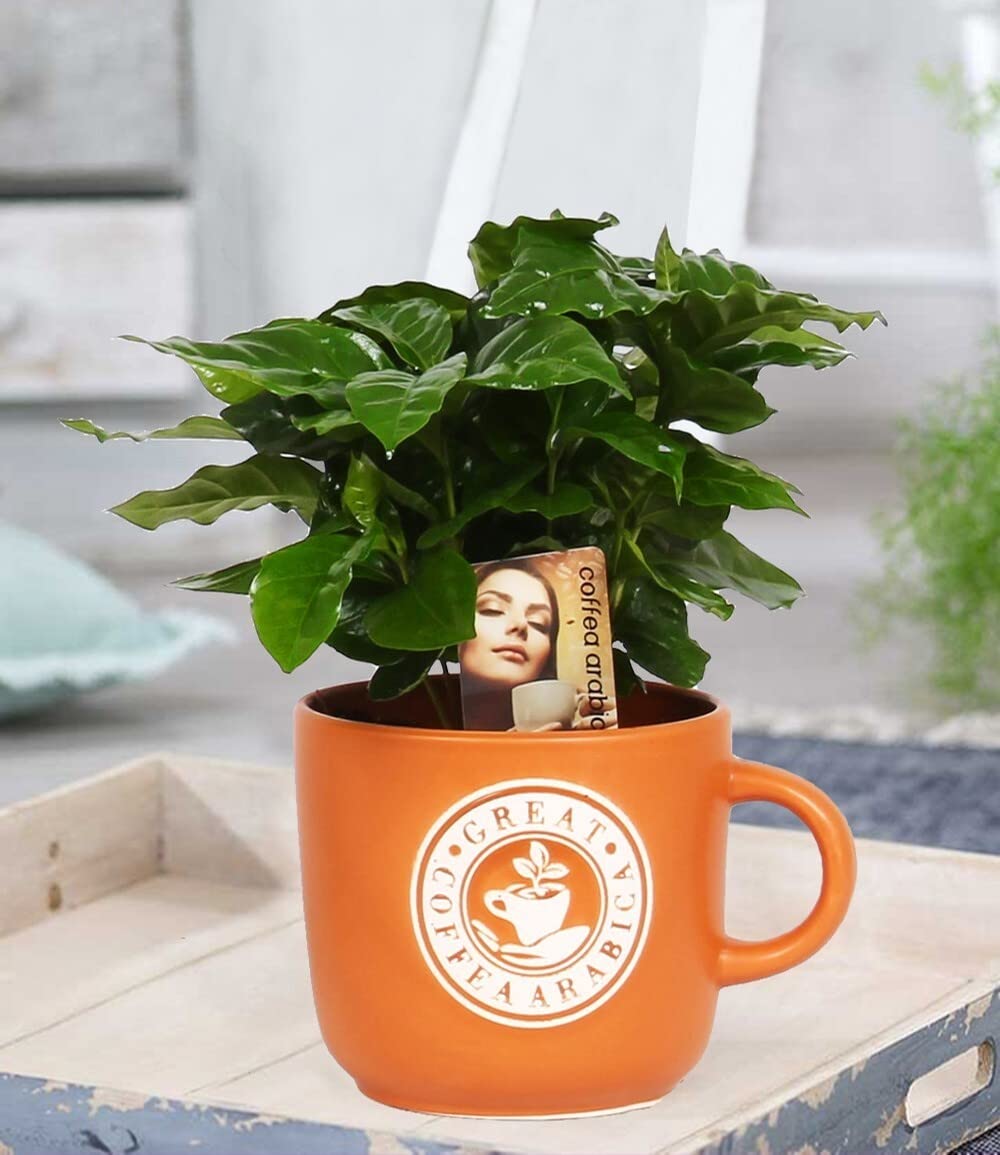 baldur-garten-coffea-arabica-kaffeepflanze-im-12-cm-barista-keramiktopf image 4