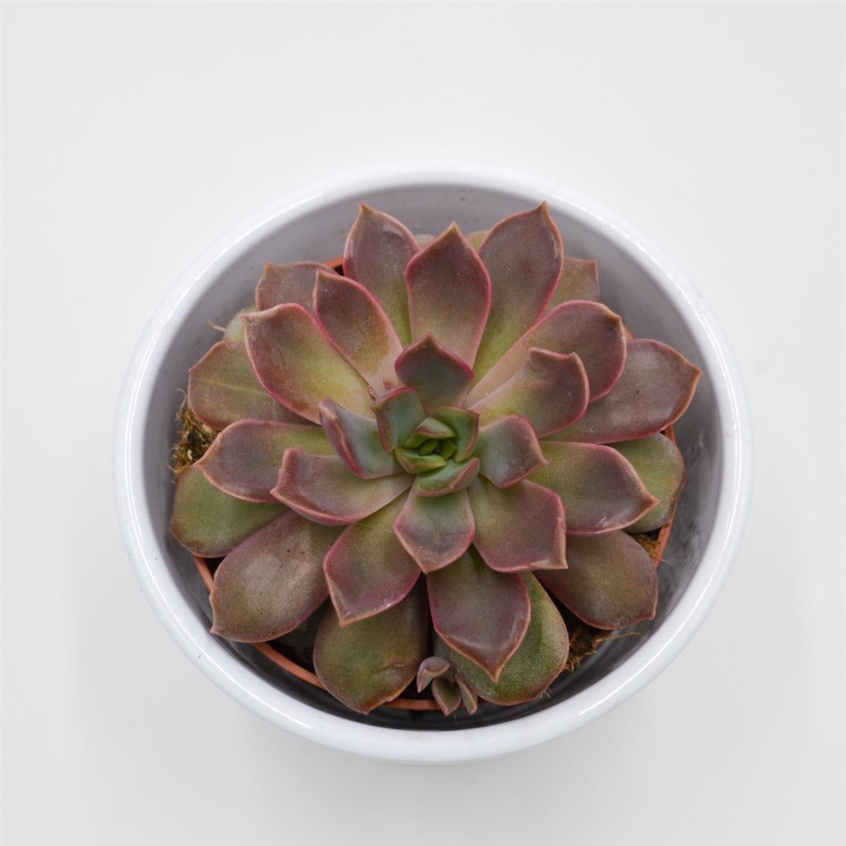 pasiora-echeveria-mina-echeverie-8-5cm-topf image 3