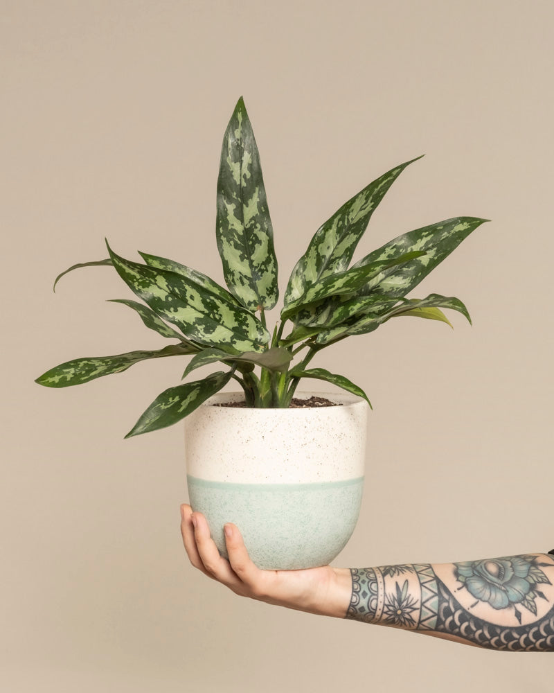 feey-aglaonema-maria-zimmerpflanze image 1