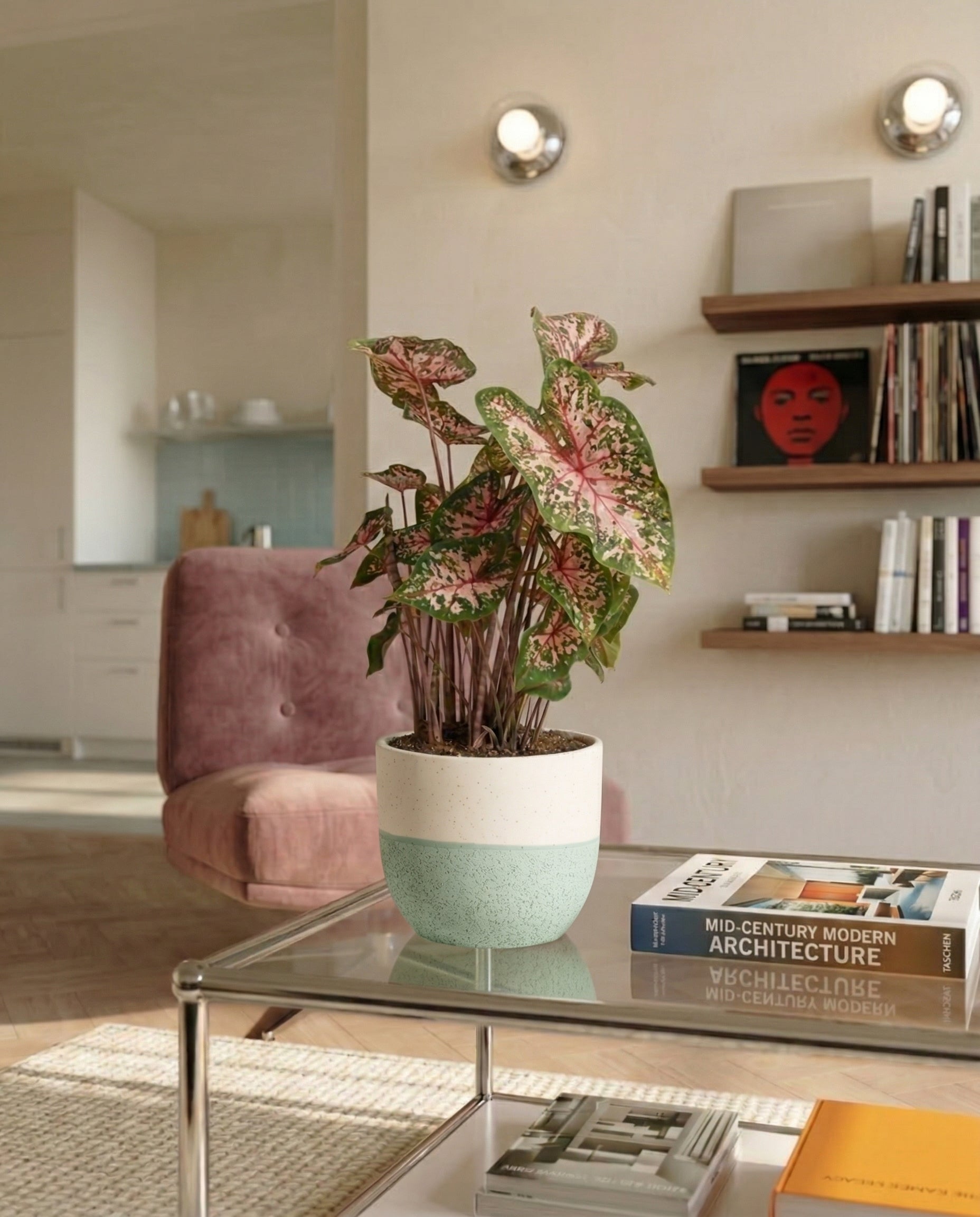 feey-caladium-carolyn-whorton-zimmerpflanze-mit-rosa-gr-nen-bl-ttern image 4