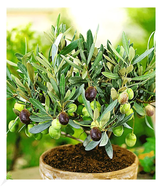baldur-garten-olivenbaum-olea-europaea-im-12-cm-topf image 1