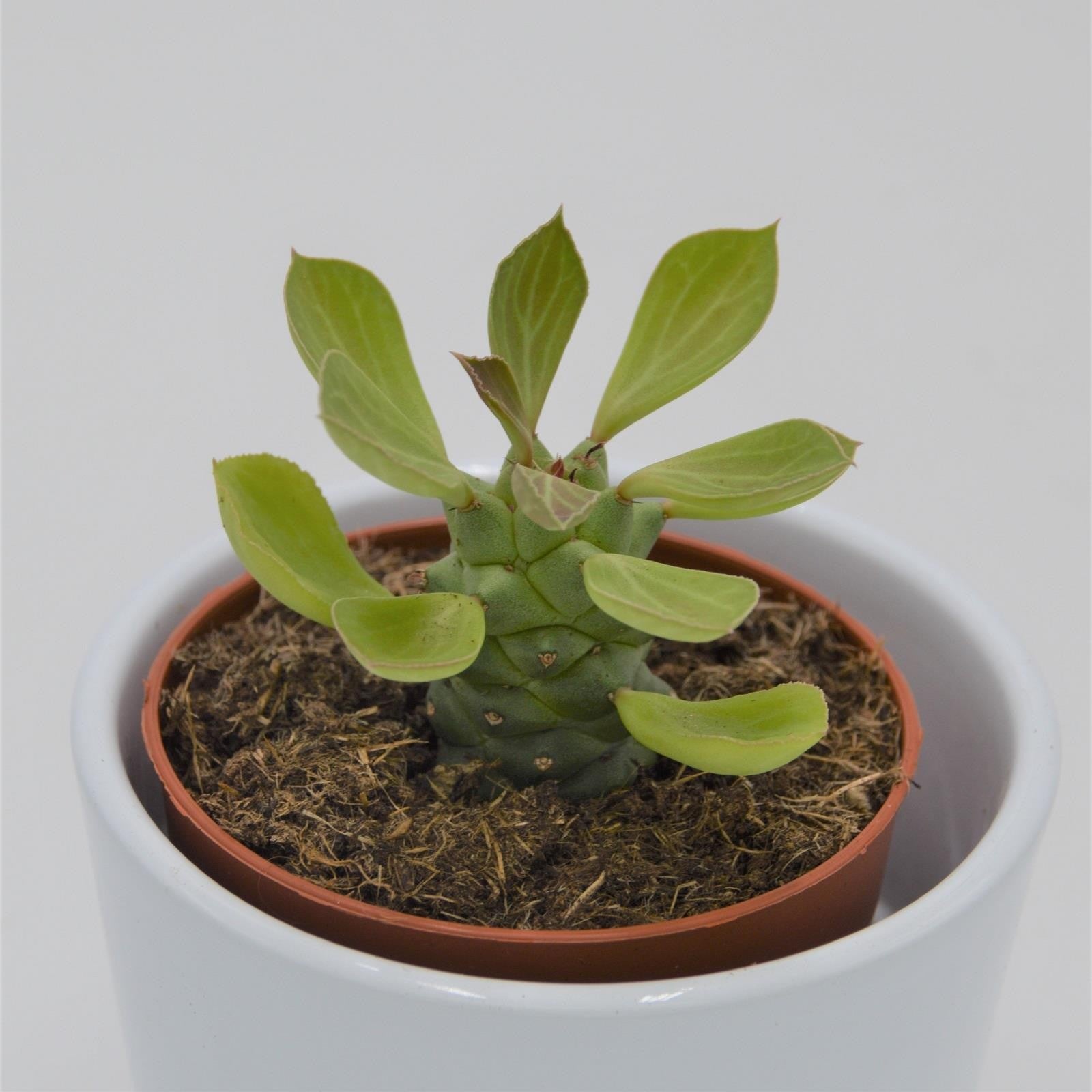pasiora-euphorbia-ritchiei-sukkulente-8-5cm image 1