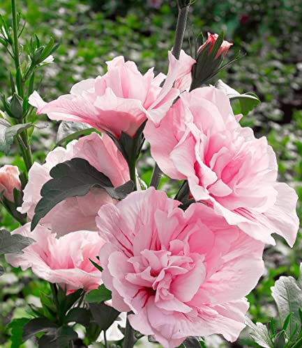baldur-garten-gef-llter-hibiskus-chiffon-pink-hibiscus-syriacus-im-9x9-cm-topf image 6