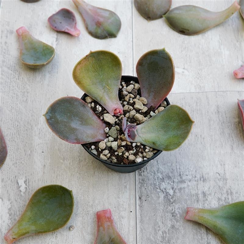 pasiora-echeveria-metallica-blattstecklinge-10-st-ck image 2