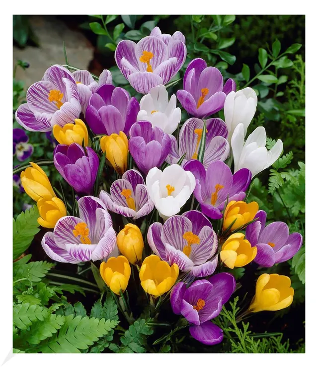 baldur-garten-60er-gro-blumiger-krokus-mix-zwiebeln-7-8-cm image 1