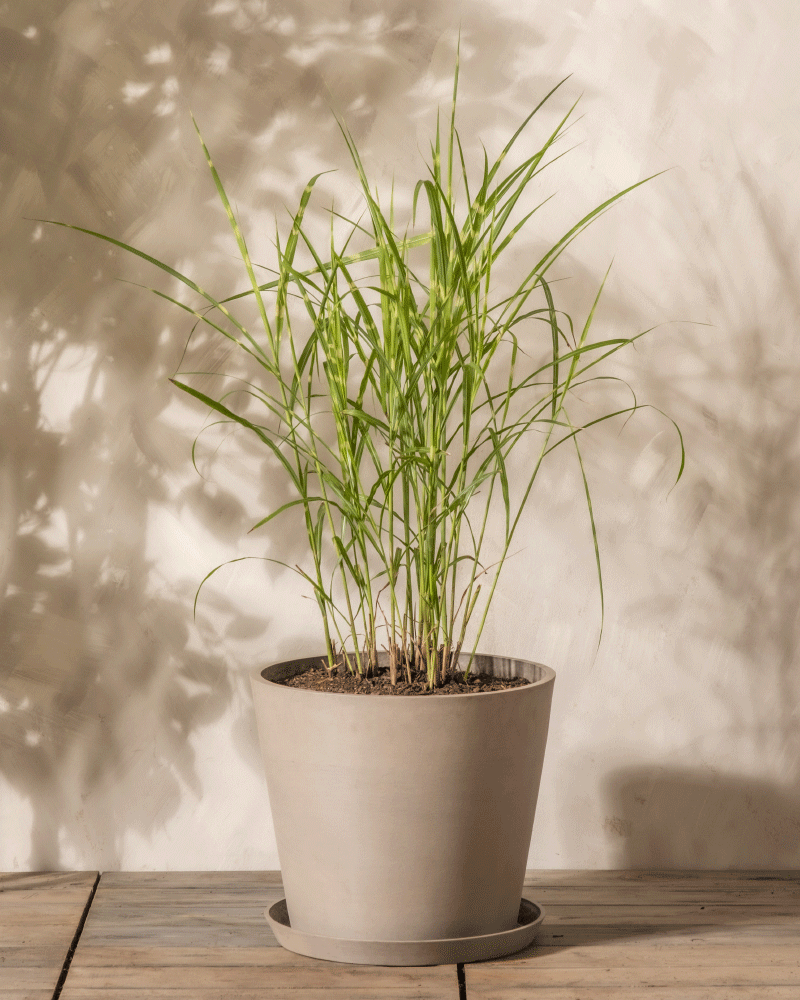 feey-miscanthus-sinensis-strictus-stachelschweingras-1-2-m image 5