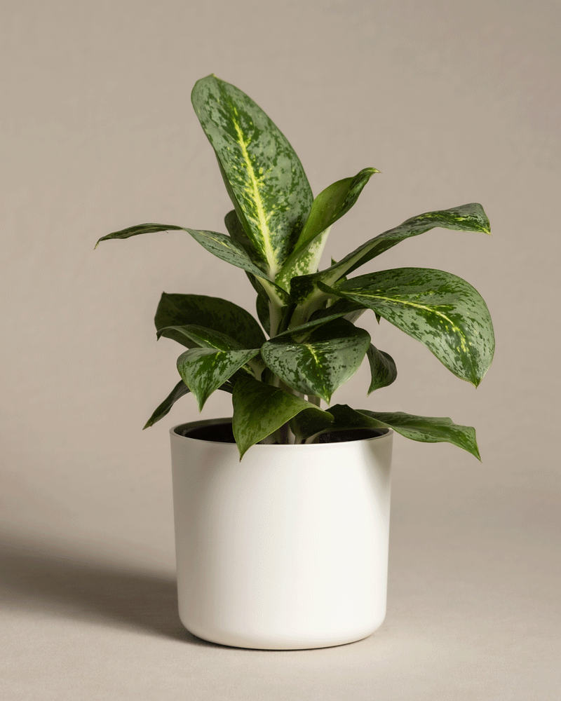 feey-aglaonema-lemon-mint-kolbenfaden image 7