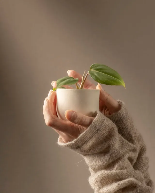 feey-philodendron-gloriosum-babypflanze-rarit-t image 1
