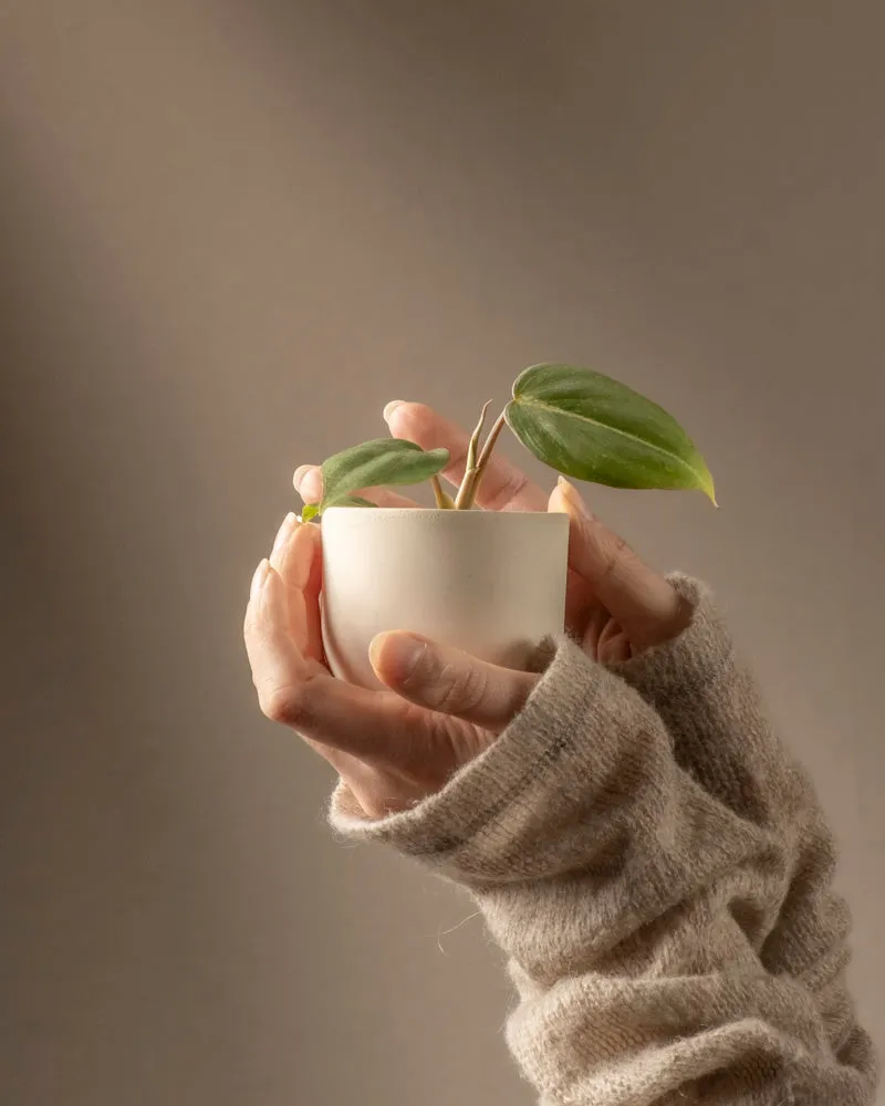 feey-philodendron-gloriosum-babypflanze-rarit-t image 1