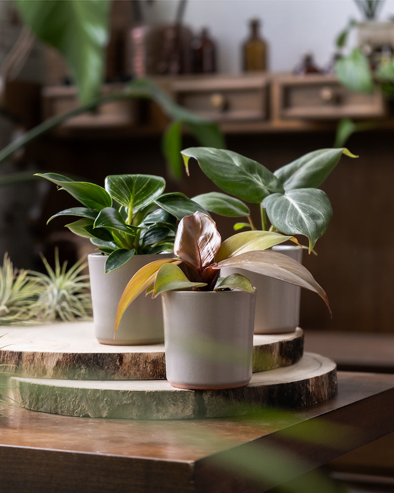 feey-babypflanzen-trio-philodendron-gloriosum-white-measure-red-sun image 4