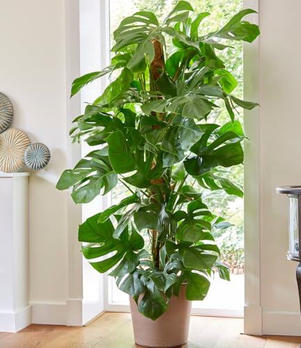 baldur-garten-monstera-pertusum-am-moosstab-24-cm-topf image 2