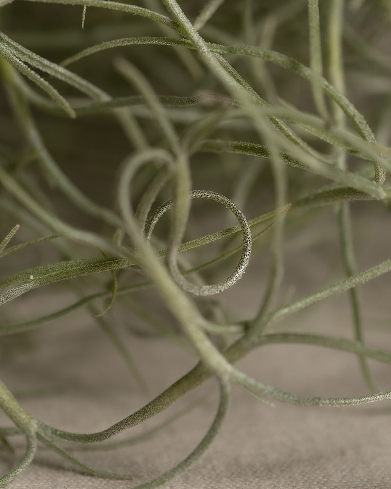 feey-spanisches-moos-tillandsia-usneoides-klein image 2