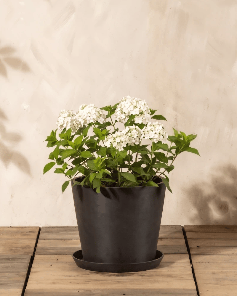 feey-hydrangea-paniculata-wei-e-rispenhortensie-1-2-m image 6